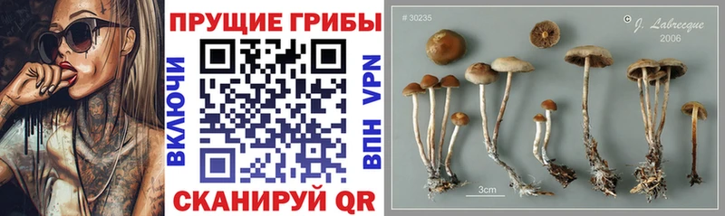 darknet телеграм  как найти закладки  Йошкар-Ола  Галлюциногенные грибы мицелий 